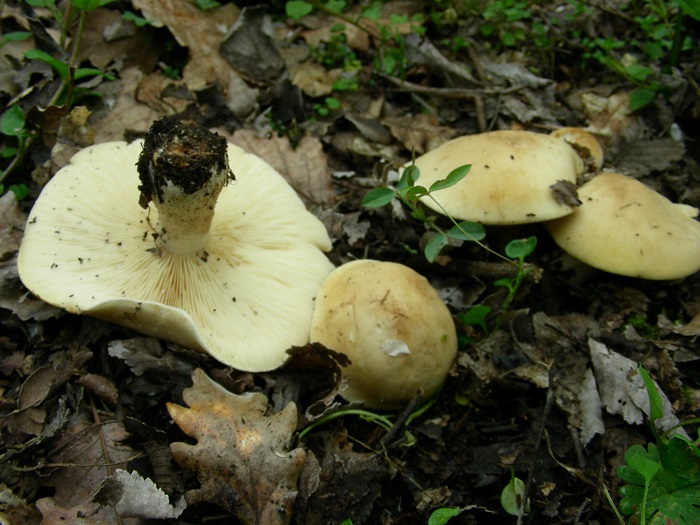 610 Marzo vecchio ritrovamento